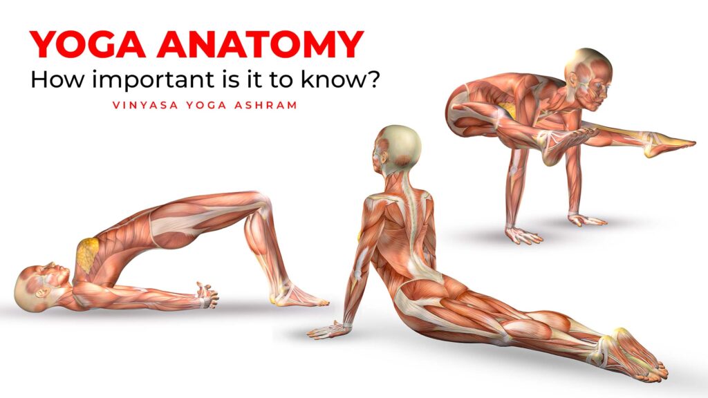 Yoga Anatomy Coloring Book: A New View At Yoga Poses : Rochester, Elizabeth  J: Amazon.in: Toys & Games
