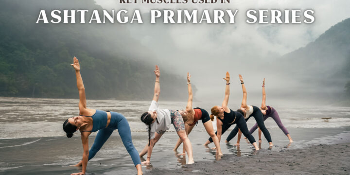 Key Muscles Used in Ashtanga Primary Series